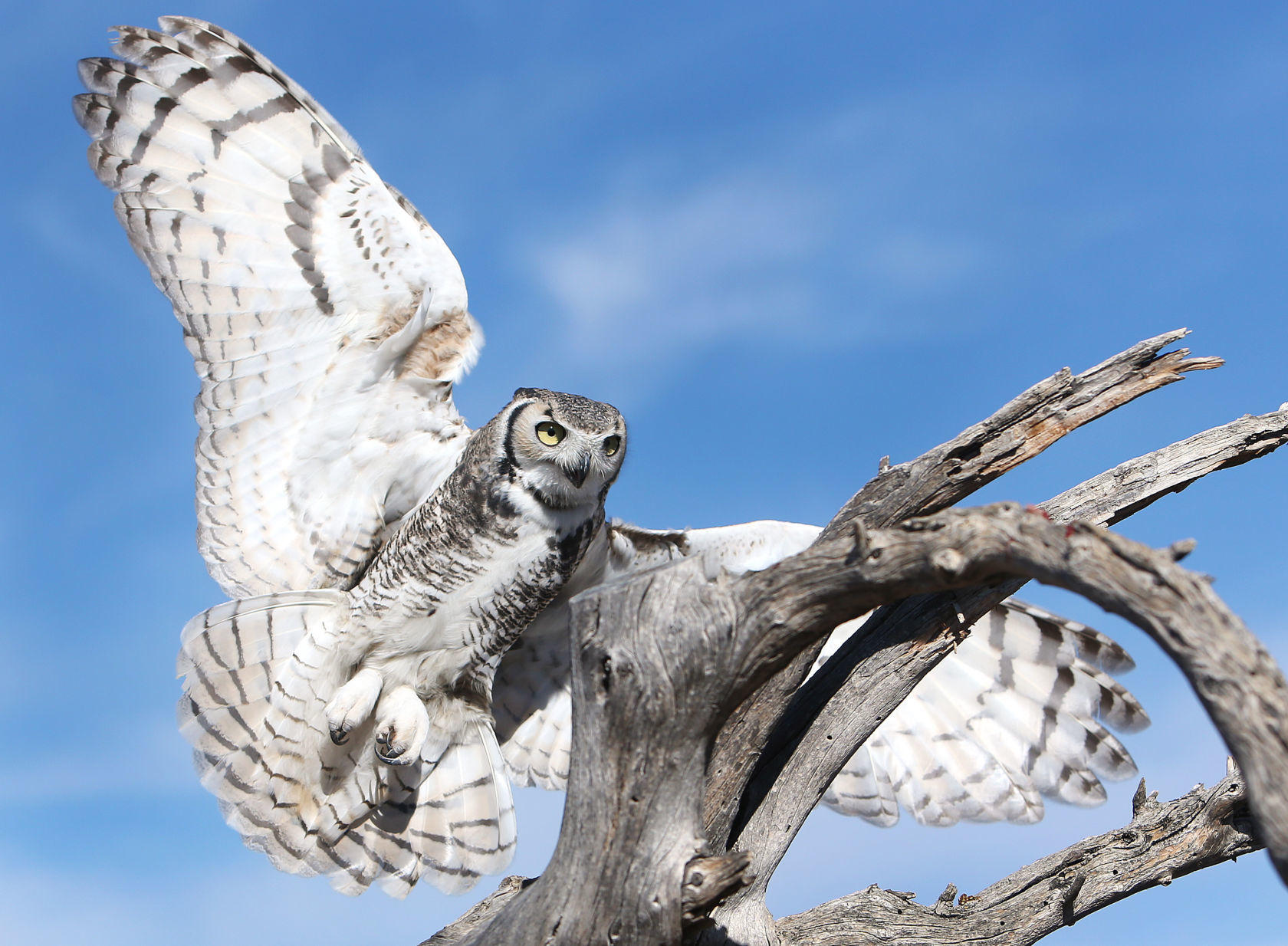 Rat poison in prey threatens owls, other animals
